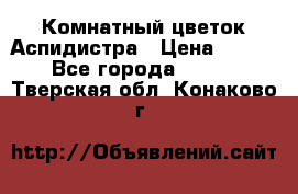 Комнатный цветок Аспидистра › Цена ­ 150 - Все города  »    . Тверская обл.,Конаково г.